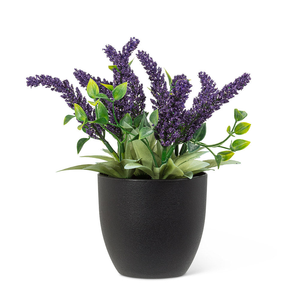 Lavender Bunch in Pot
